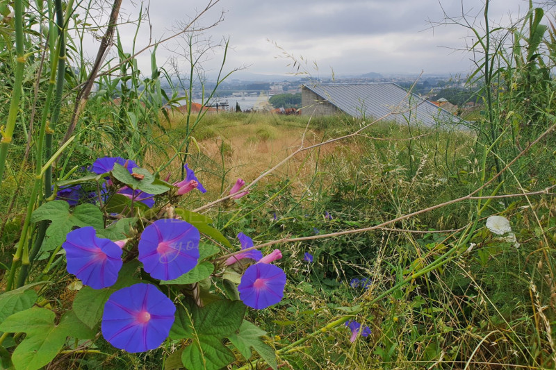 Участок в Португалии, в Порту